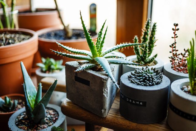 Zalety doniczek z betonu architektonicznego